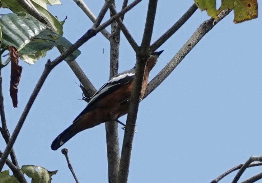 Rufous-bellied Triller - ML644906071