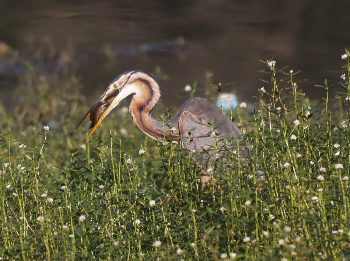 Koartza gorria - ML644906072