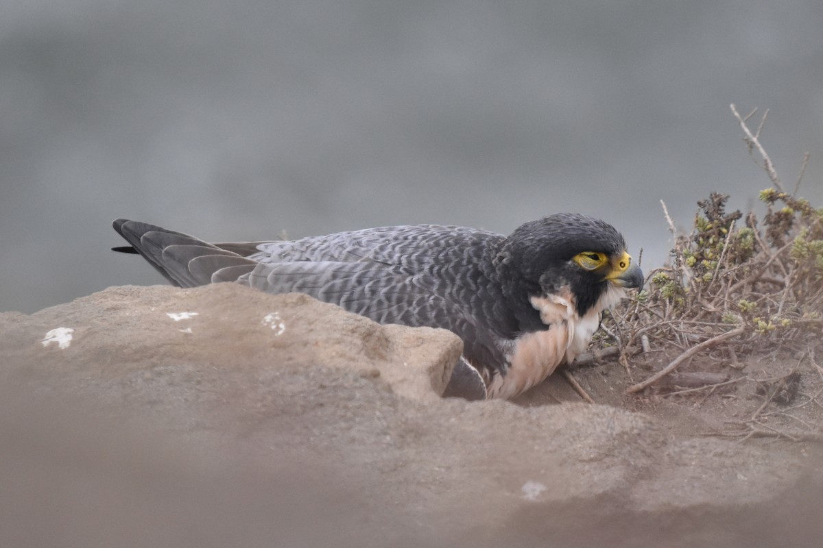 Belatz handia - ML644906075