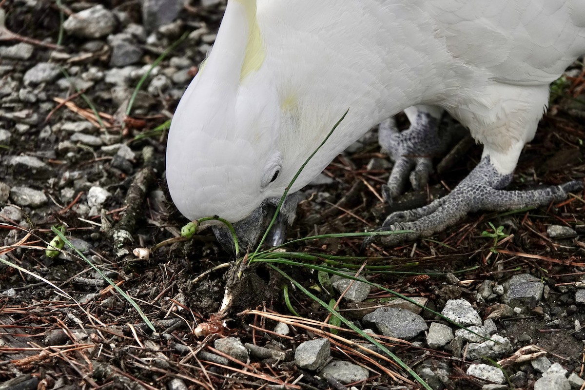 Sulphur-crested Cockatoo - ML644906077