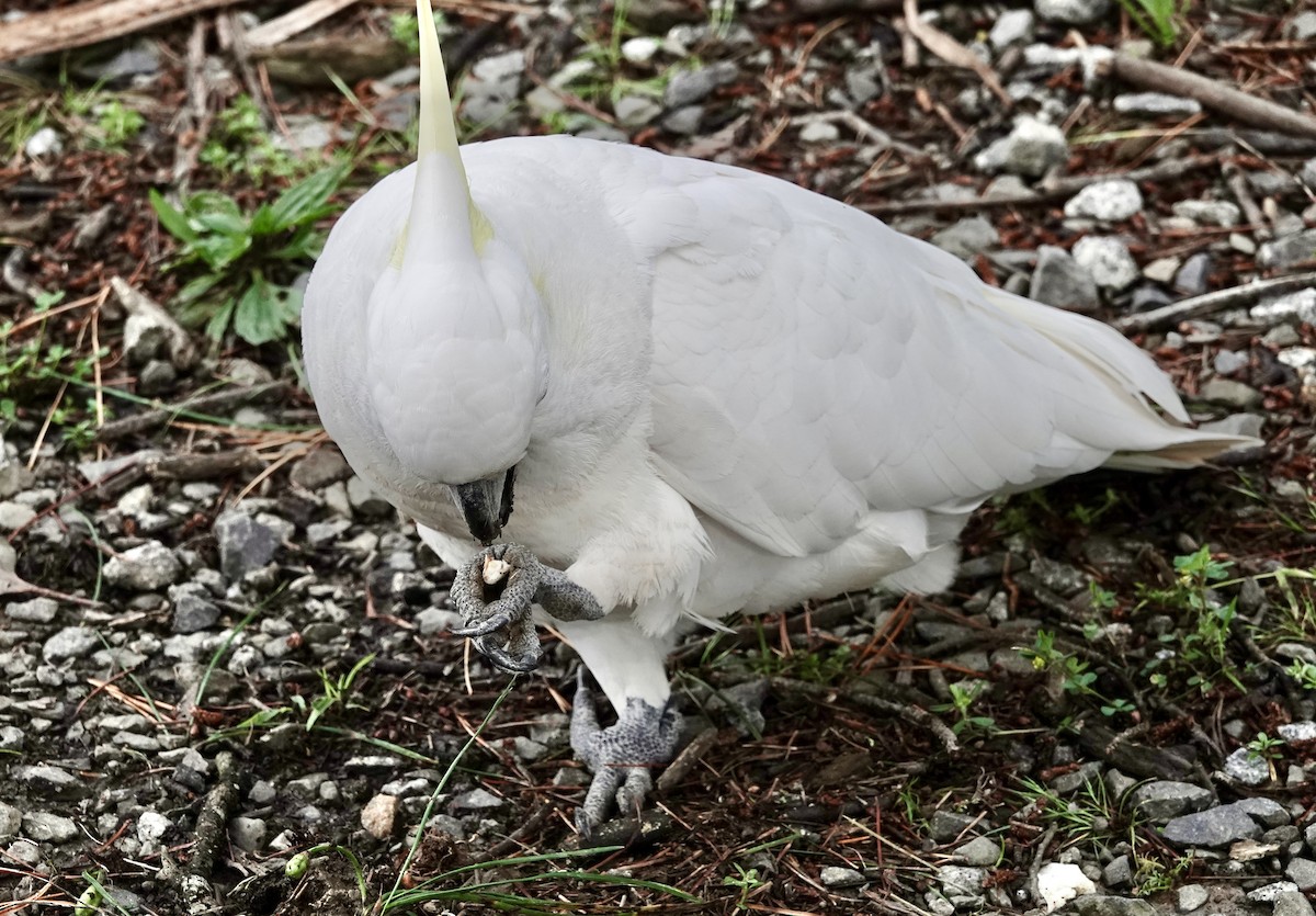 Sulphur-crested Cockatoo - ML644906078