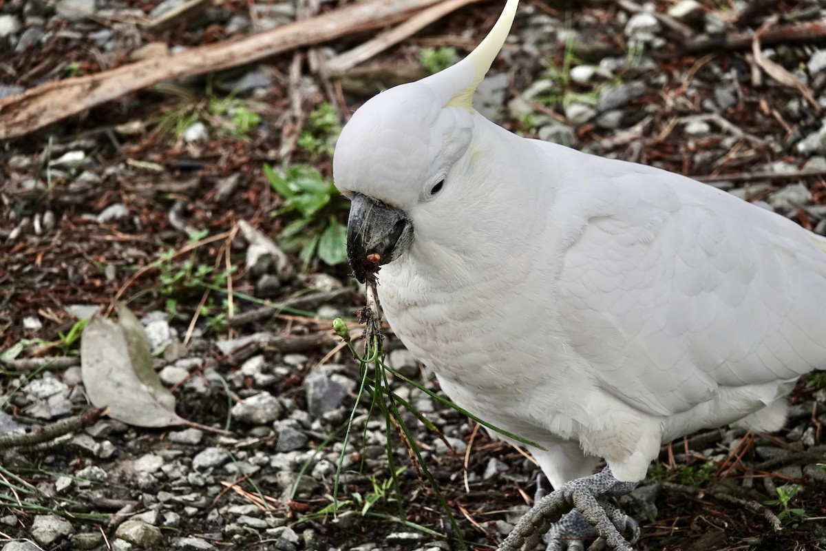 Sulphur-crested Cockatoo - ML644906079