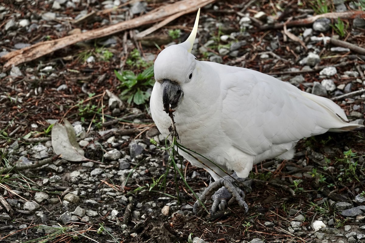Sulphur-crested Cockatoo - ML644906080