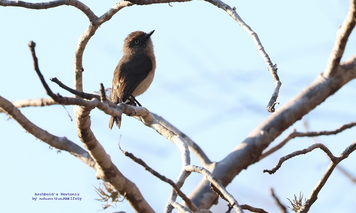 Archbold's Newtonia - ML644906081