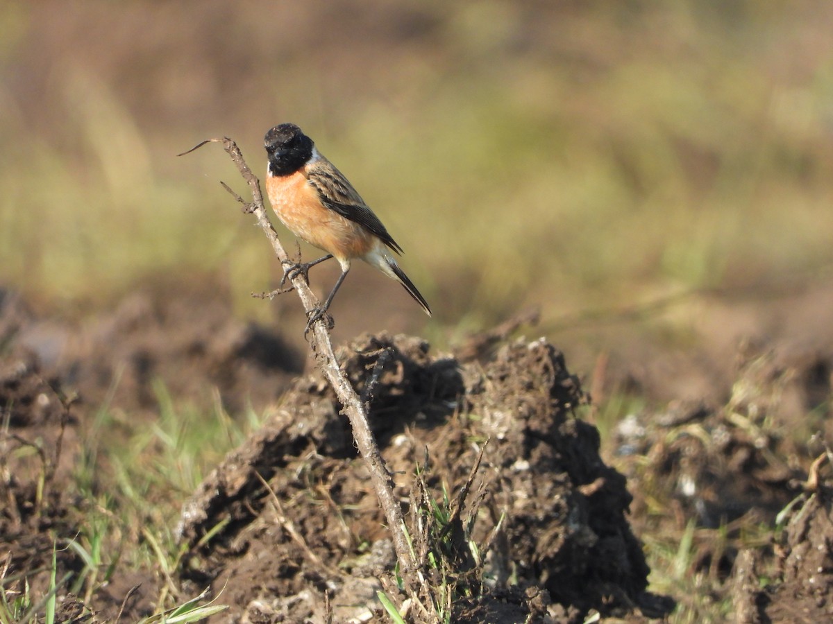 Pallasschwarzkehlchen - ML644906082