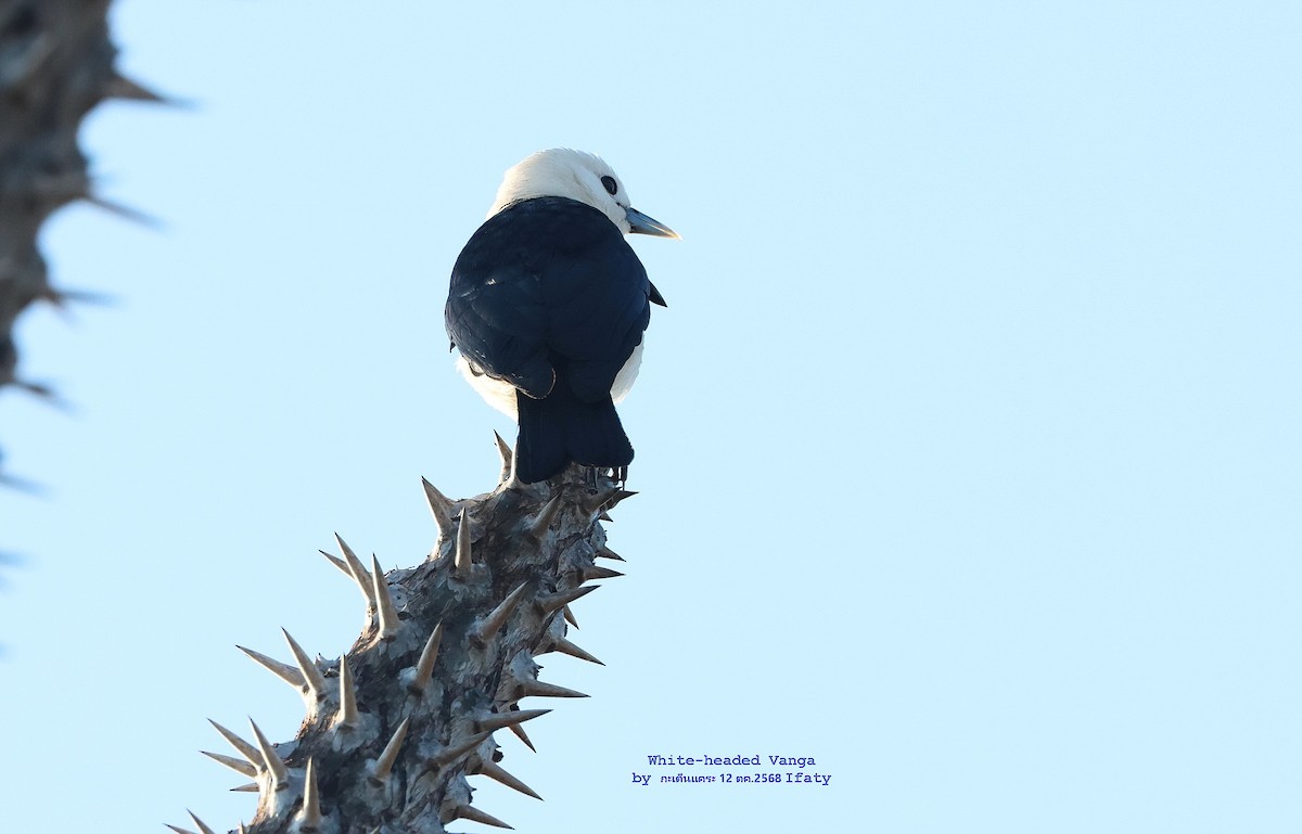 White-headed Vanga - ML644906083