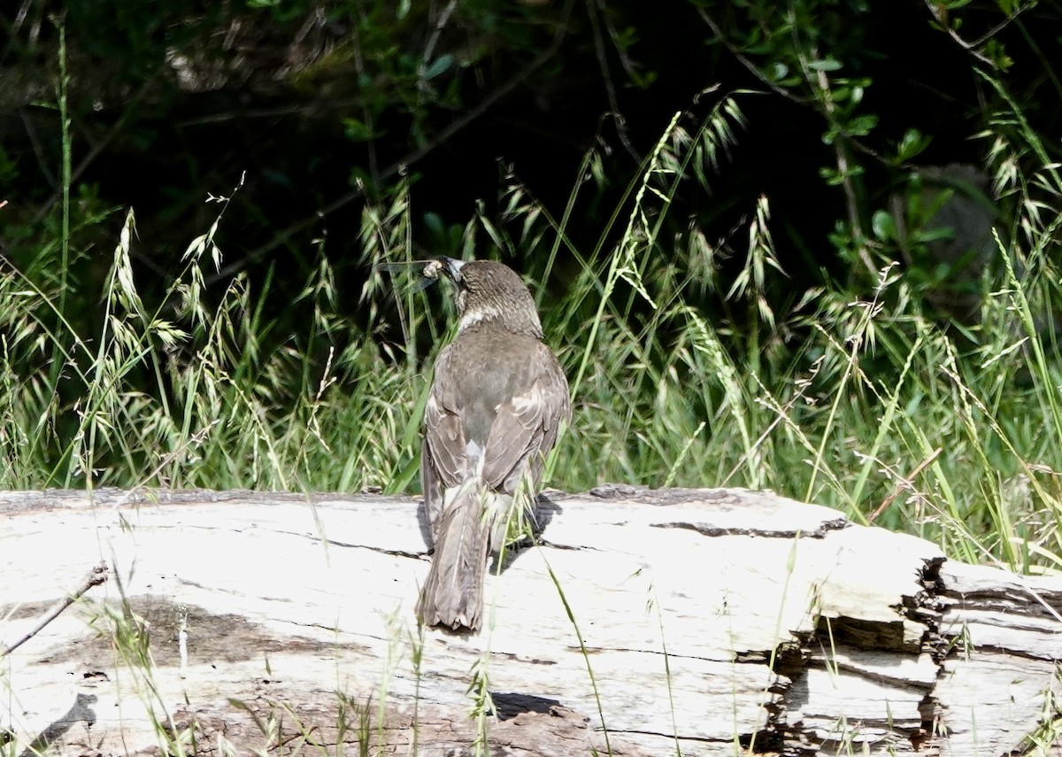 Gray Butcherbird - ML644906085