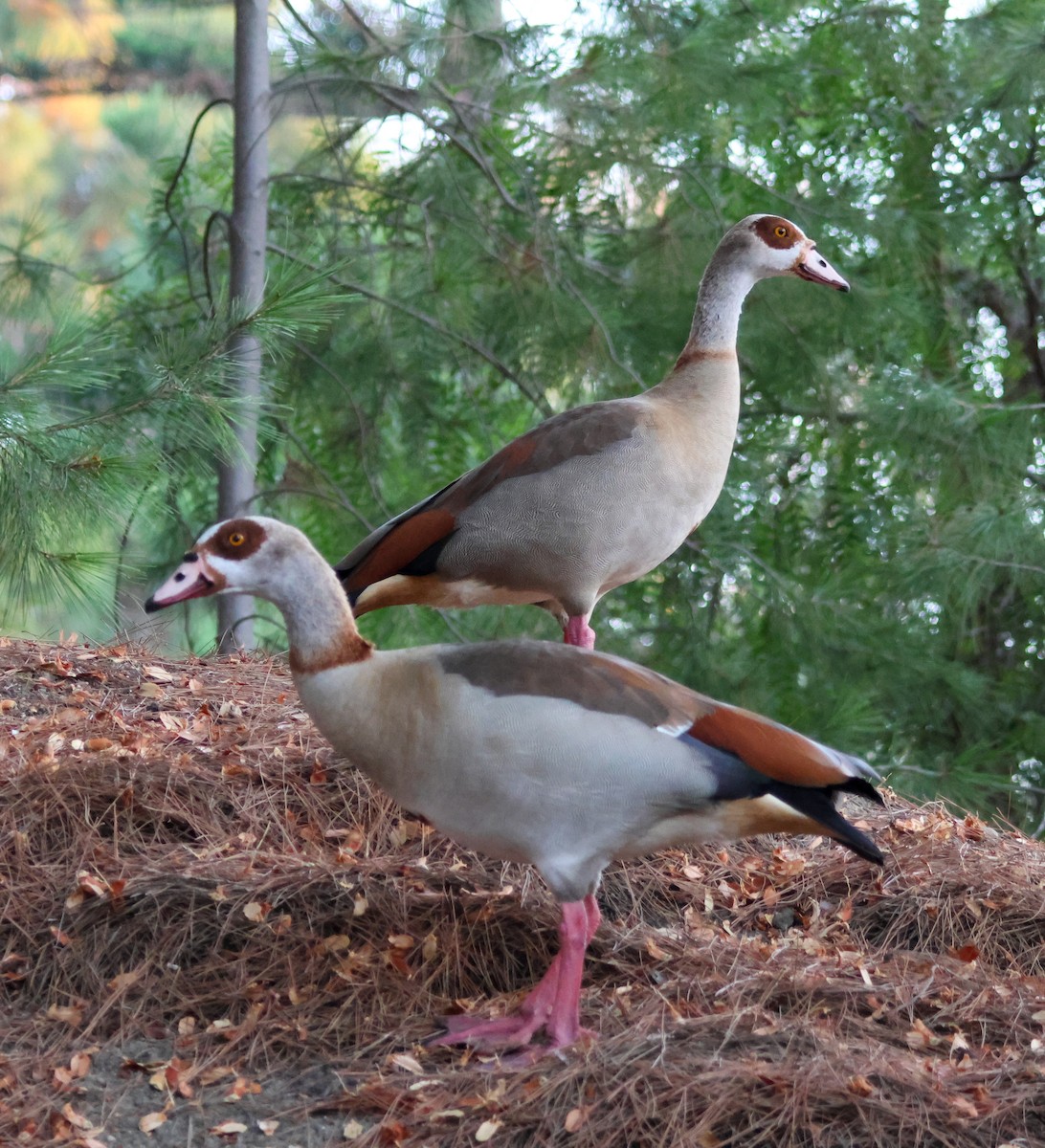 Antzara egiptoarra - ML644906087