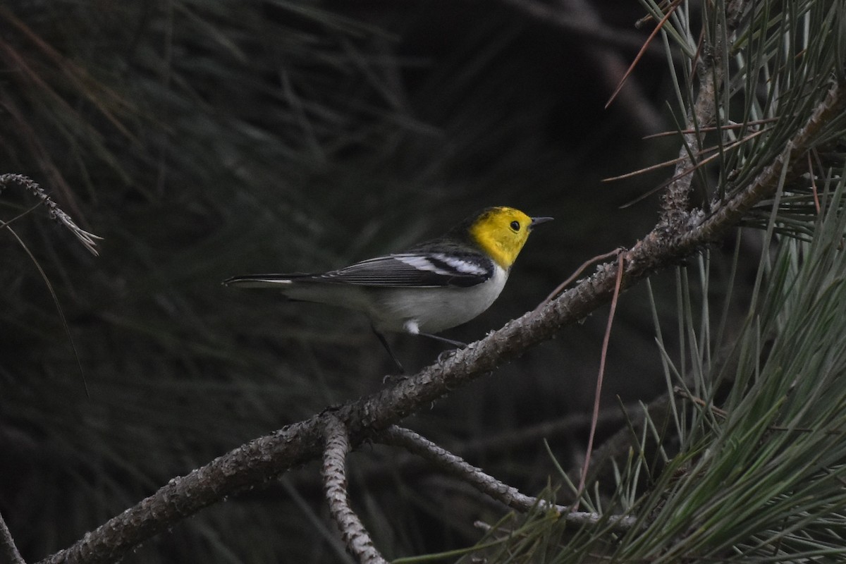 Hermit Warbler - ML644906088
