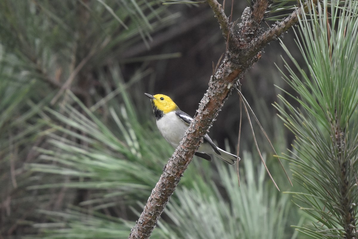 Hermit Warbler - ML644906089