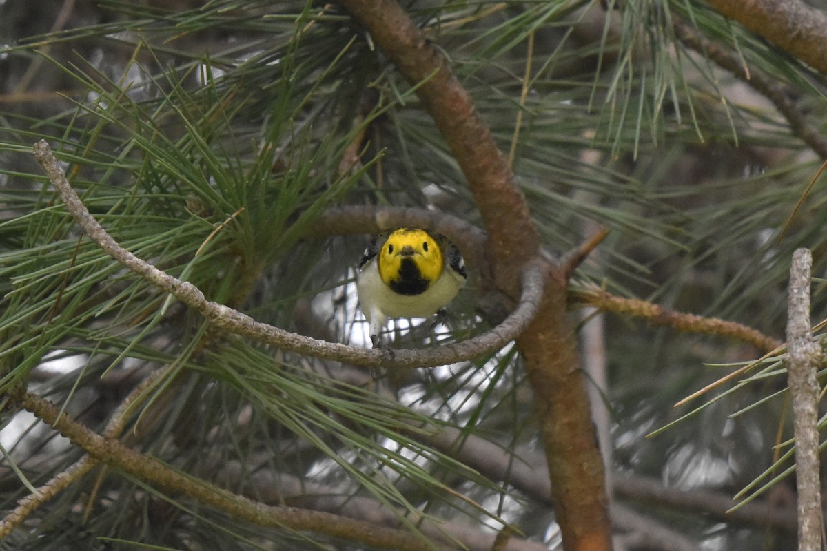 Hermit Warbler - ML644906090