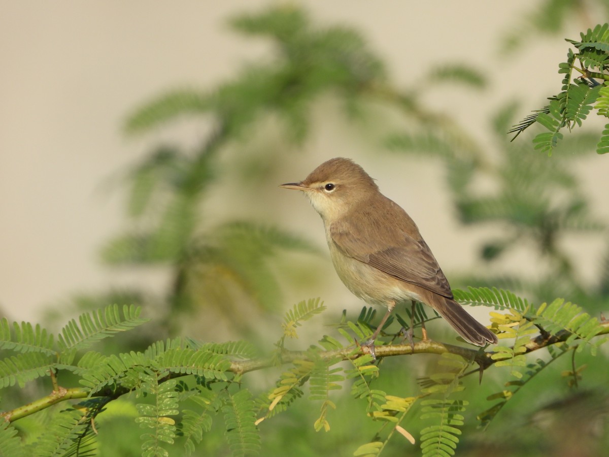 Buschspötter - ML644906091