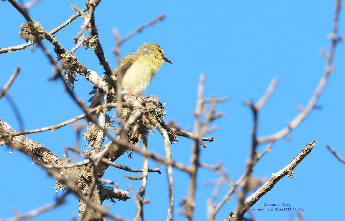 Common Jery - ML644906092