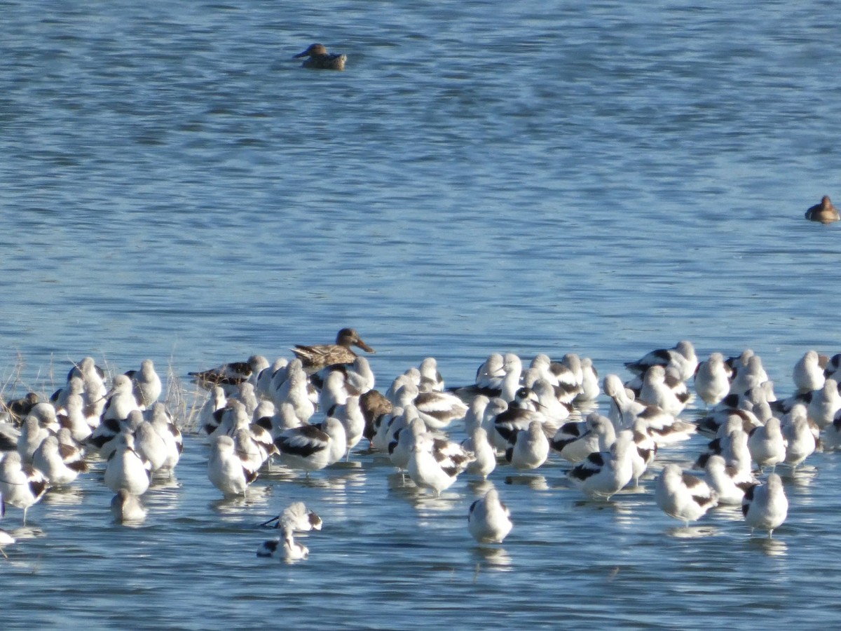 Abozeta laranja - ML644906093