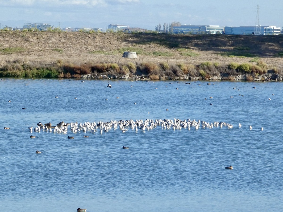 Abozeta laranja - ML644906094