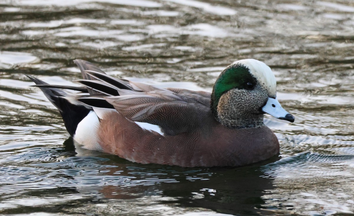 Ahate txistulari amerikarra - ML644906096