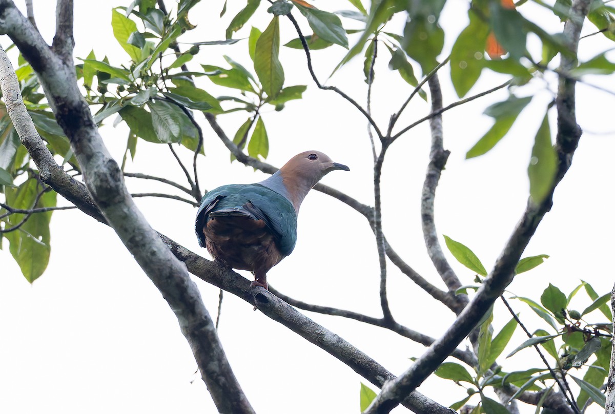 Cinnamon-bellied Imperial-Pigeon (Golden-naped) - ML644906099