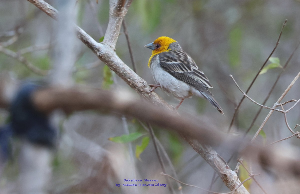 Sakalava Weaver - ML644906108