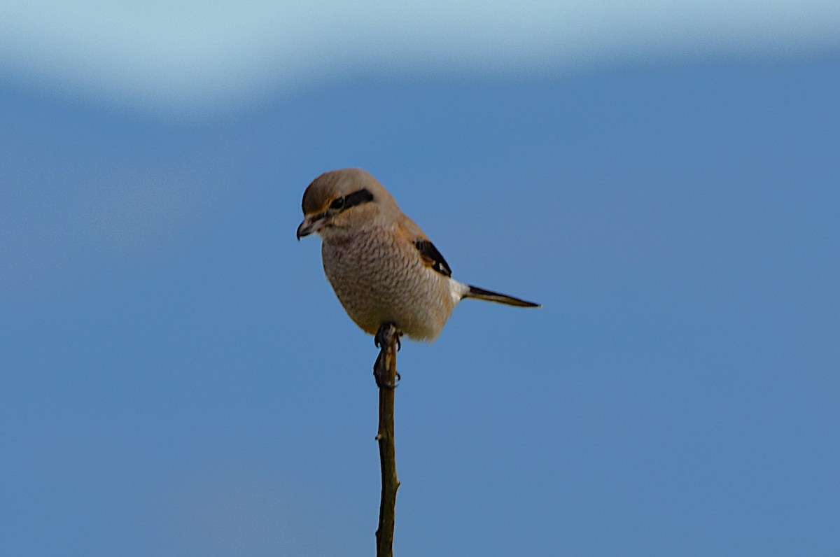 Northern Shrike - ML644906119