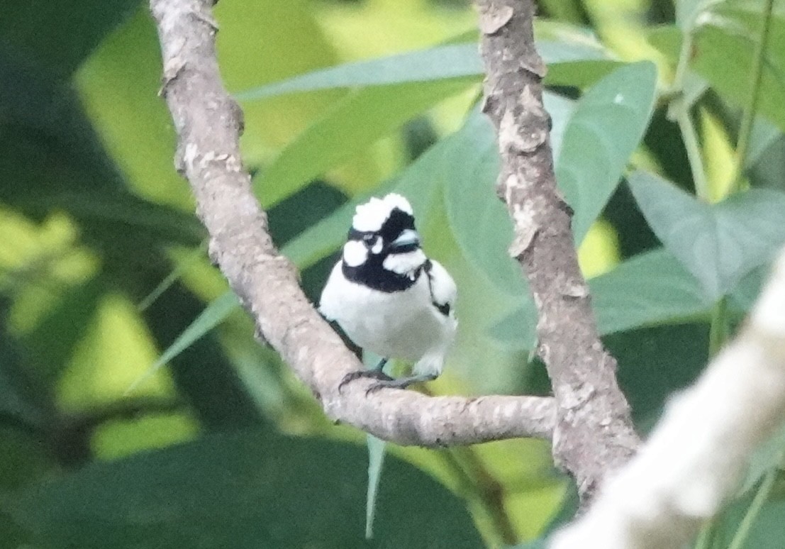 Monarque à nuque blanche - ML644906120