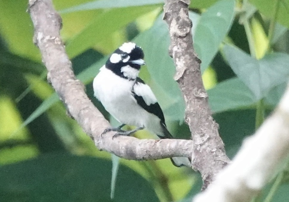 Monarque à nuque blanche - ML644906121