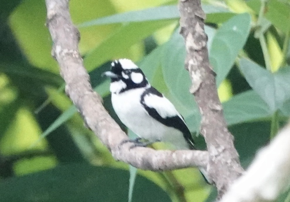 Monarque à nuque blanche - ML644906122