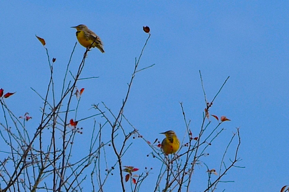 Western Meadowlark - ML644906131