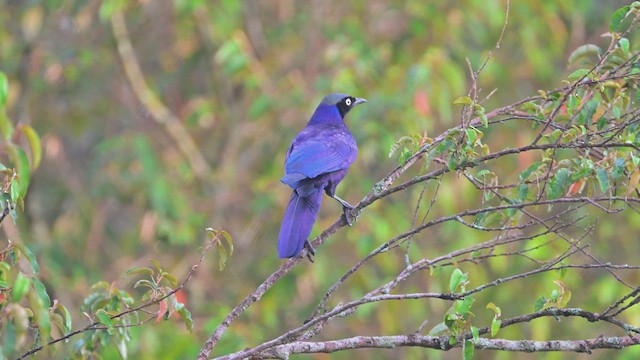 Rüppell Sığırcığı - ML644906132