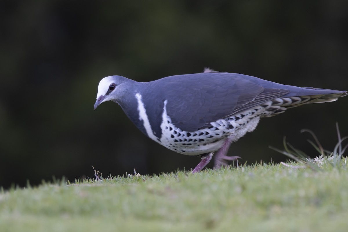 Wongataube - ML644906133