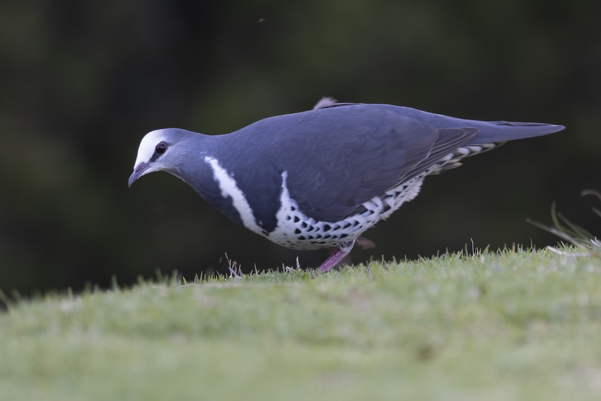 Wongataube - ML644906134