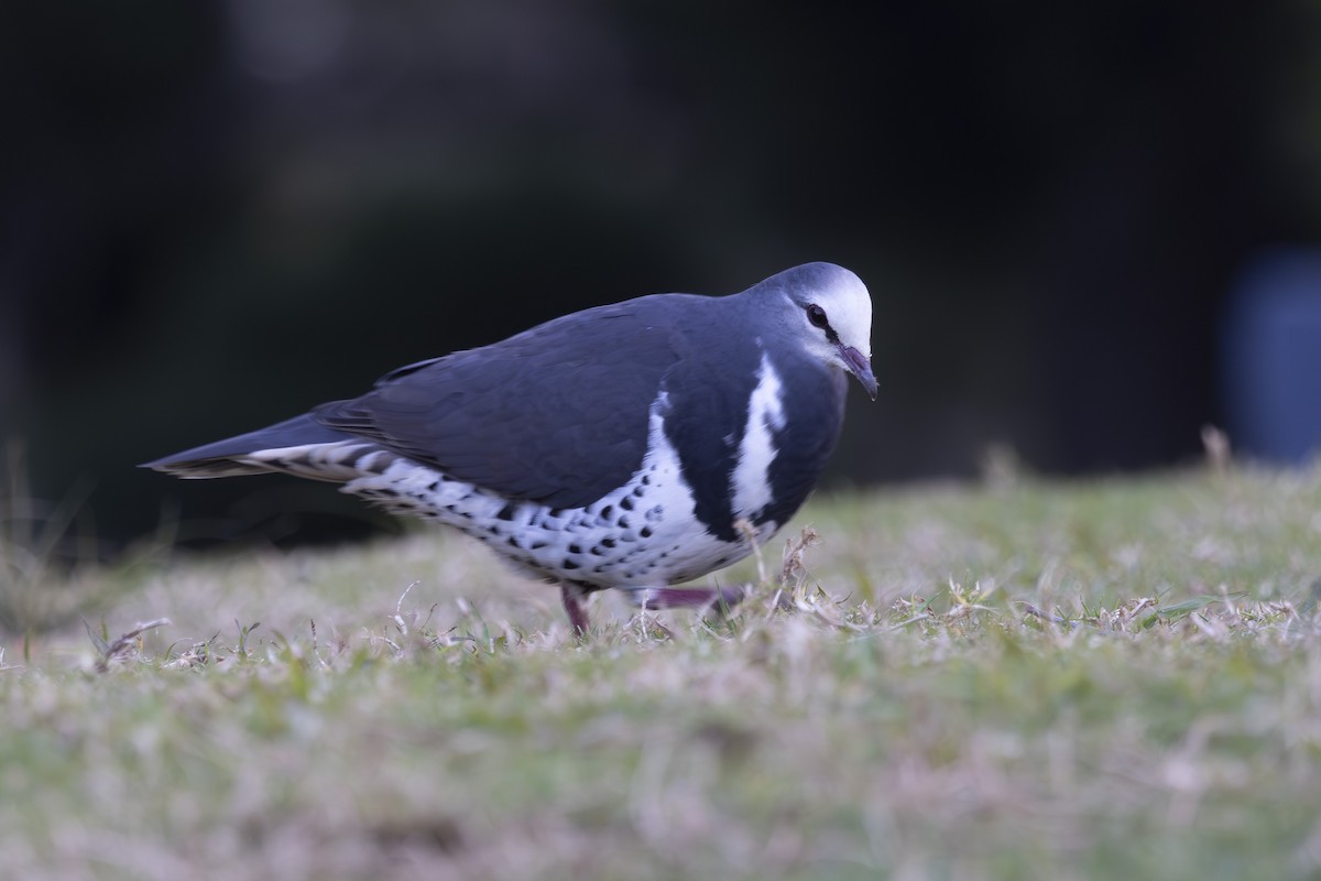 Wongataube - ML644906135