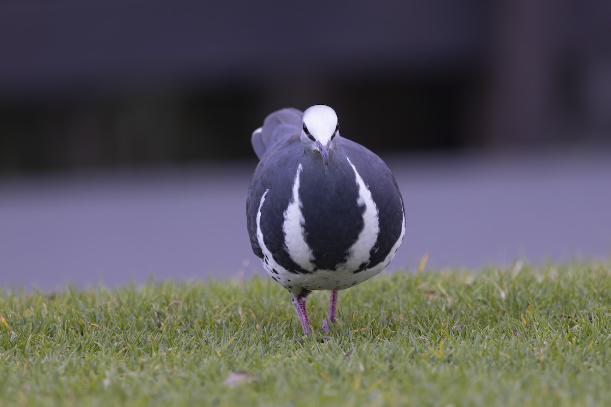 Wongataube - ML644906136