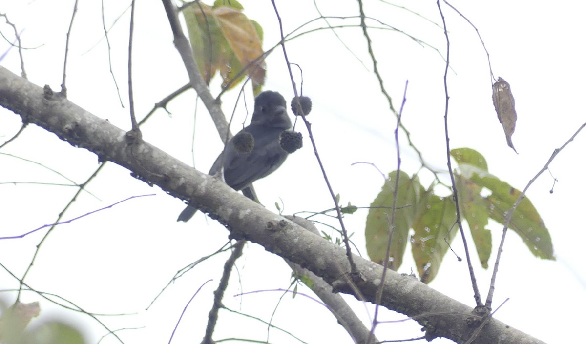 Einfarbbekarde - ML644906154