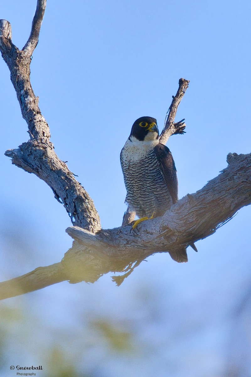 Wanderfalke - ML644906155