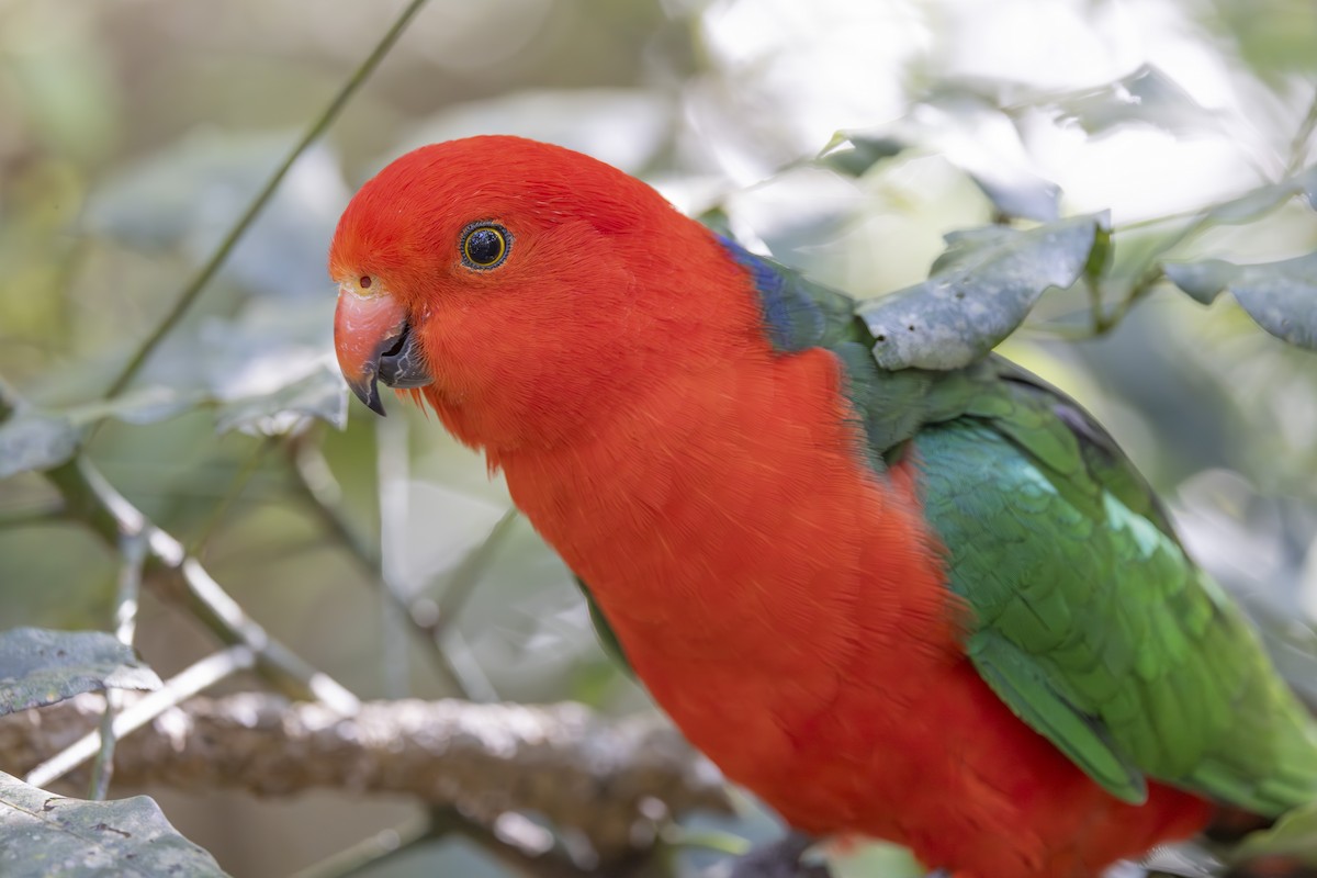 Königssittich - ML644906157