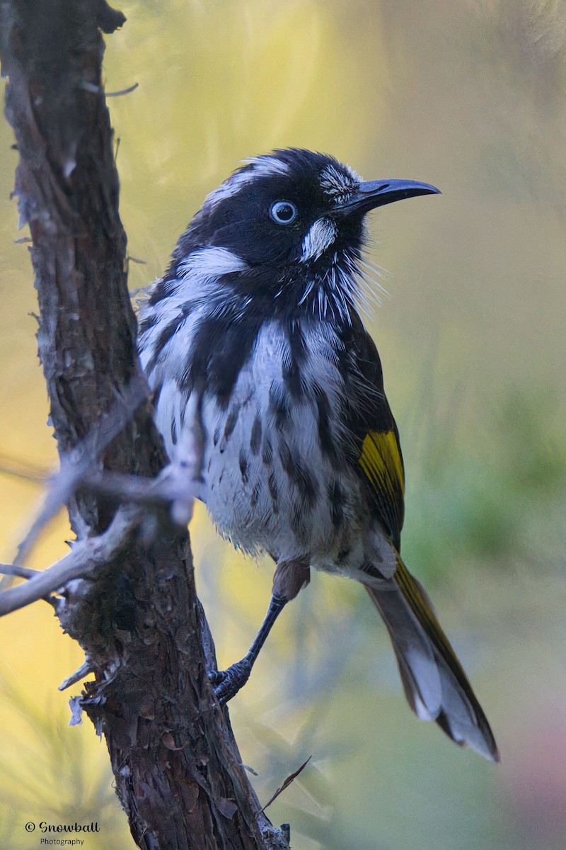 Weißaugen-Honigfresser - ML644906162