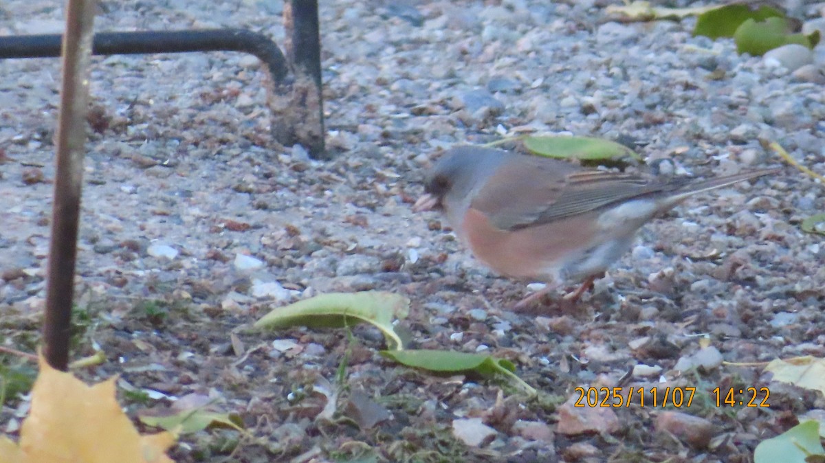 Winterammer (mearnsi) - ML644906163