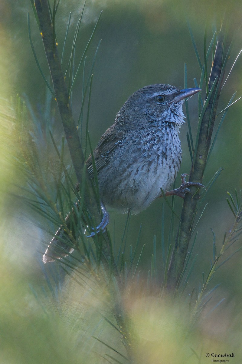 Heidehuscher - ML644906165