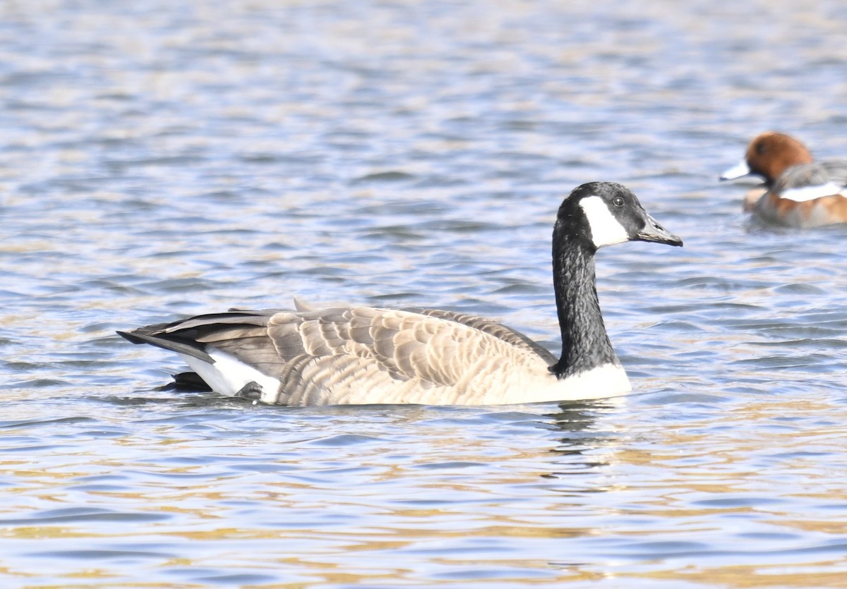 Kanadagans - ML644906166