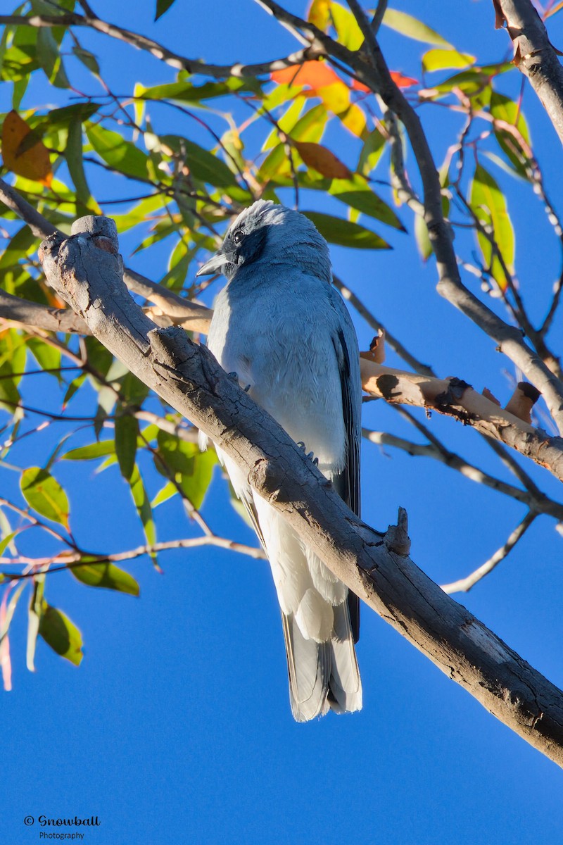 Schwarzgesicht-Raupenfänger - ML644906168