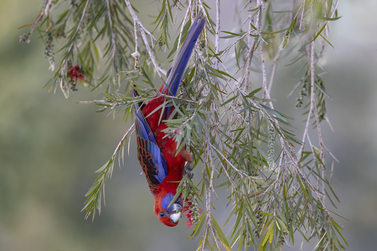 Pennantsittich - ML644906171