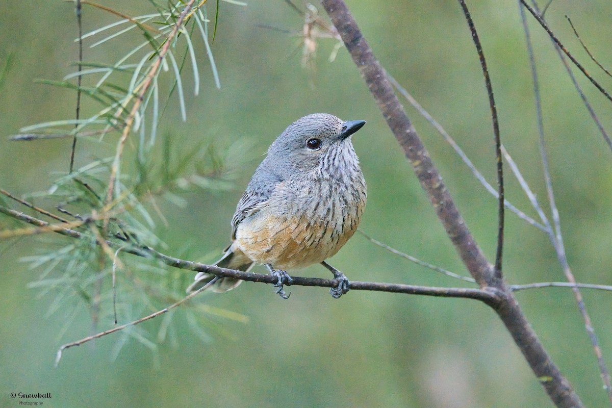 Schlichtmantel-Dickkopf - ML644906172