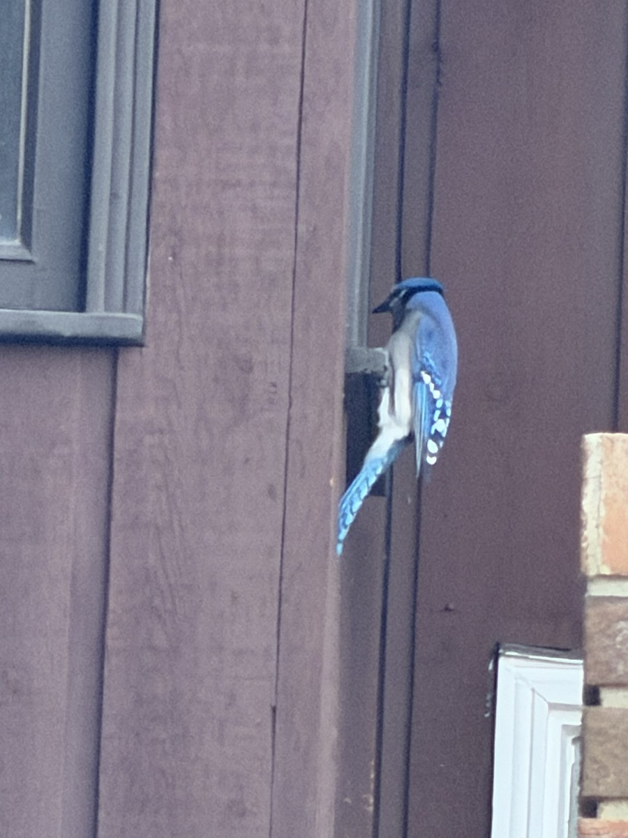 Blauhäher - ML644906173