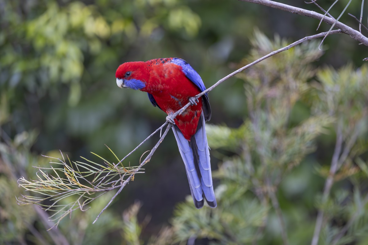 Pennantsittich - ML644906174