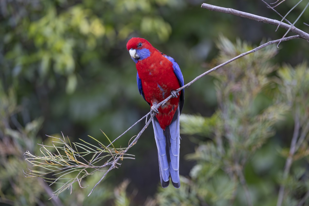 Pennantsittich - ML644906175