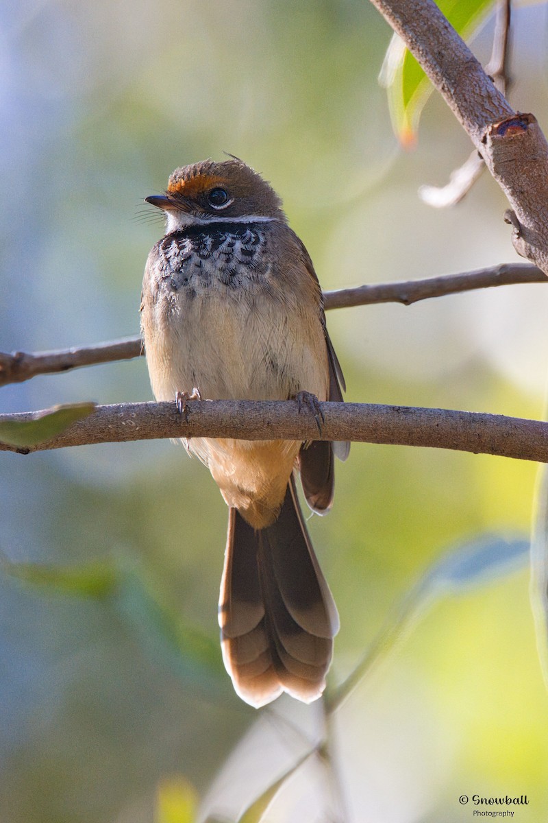 Fuchsfächerschwanz - ML644906178