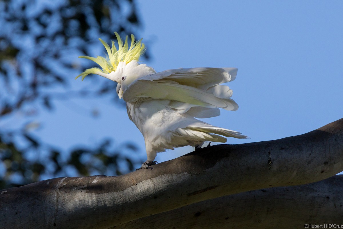 Gelbhaubenkakadu - ML644906179