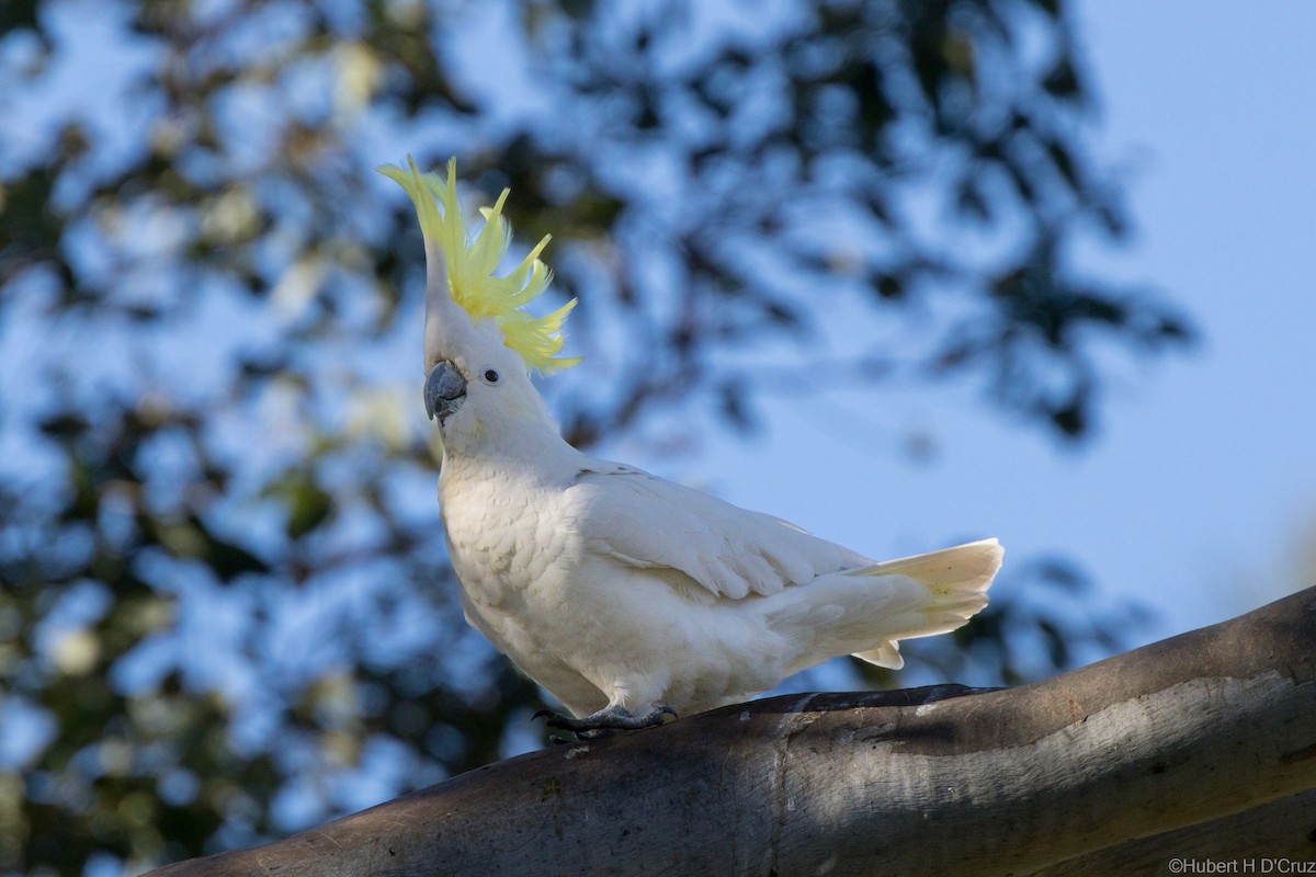 Gelbhaubenkakadu - ML644906180