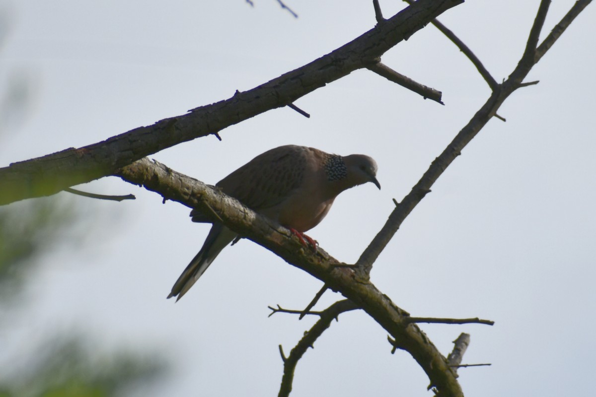 Perlhalstaube - ML644906186