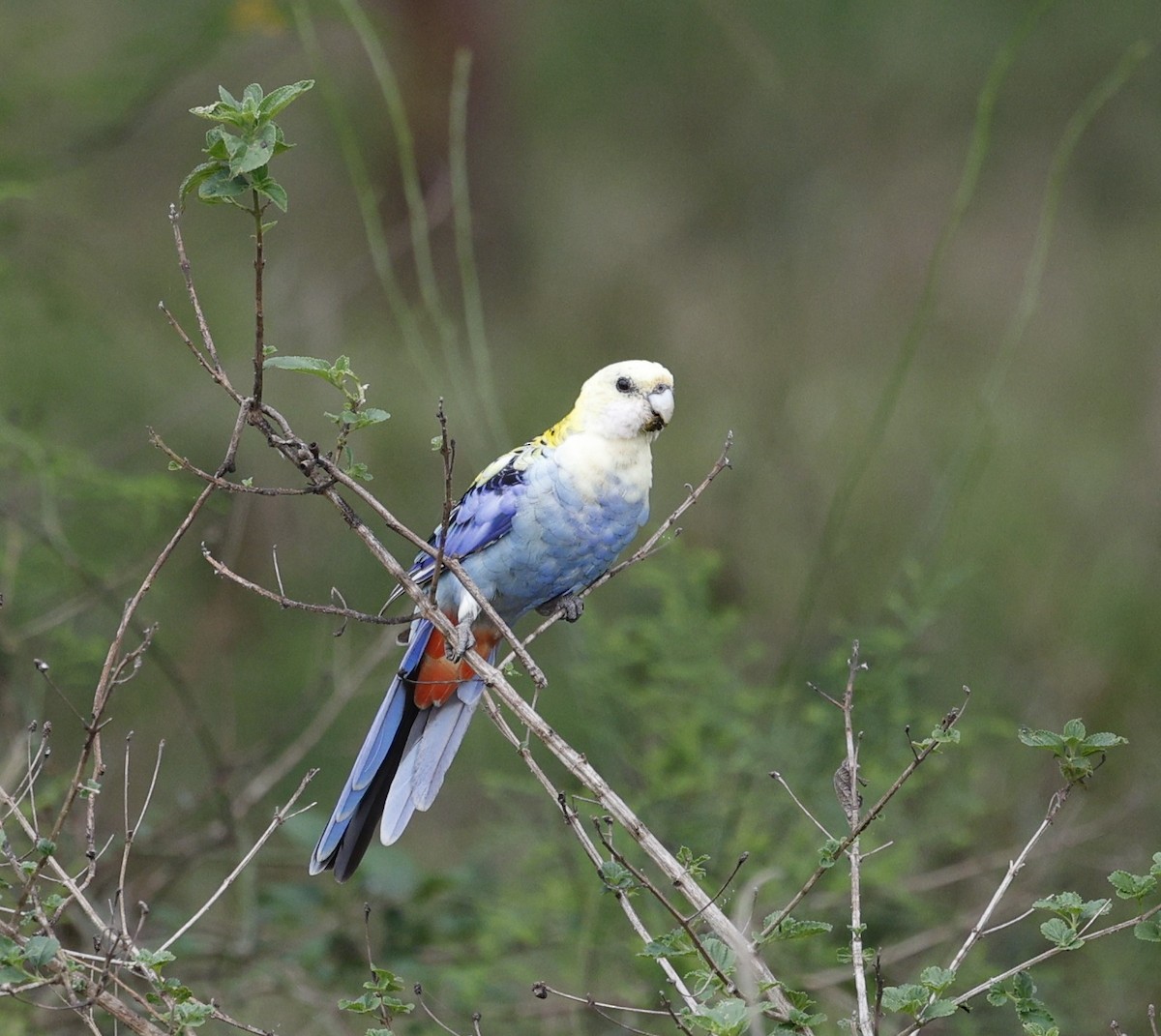 Pale-headed Rosella - ML644906207